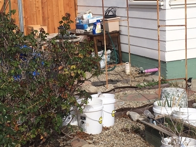 Beautiful grey water system watering yard in private home