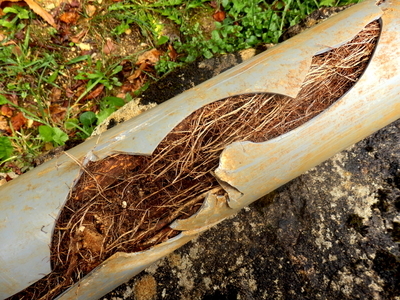 Root intrusion in old piping in Ventura CA